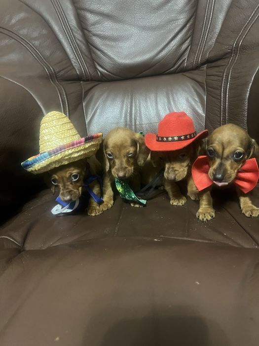 Такси молочний шоколад та мрамор  карлики