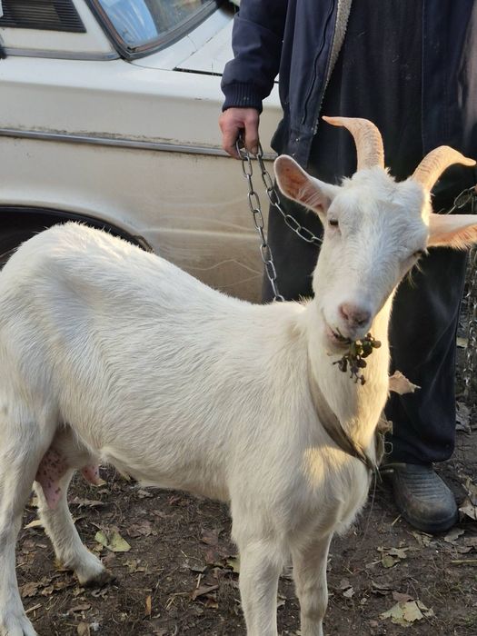 Продам дійну козу