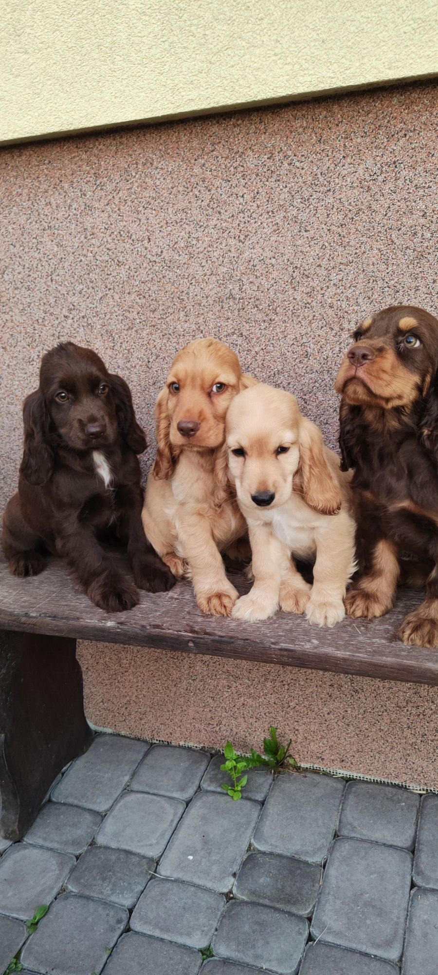 Piesek Cocker spaniel