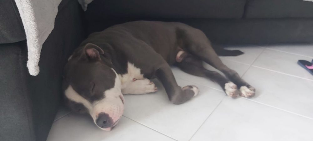 Pitt Bull para adopção Responsavel