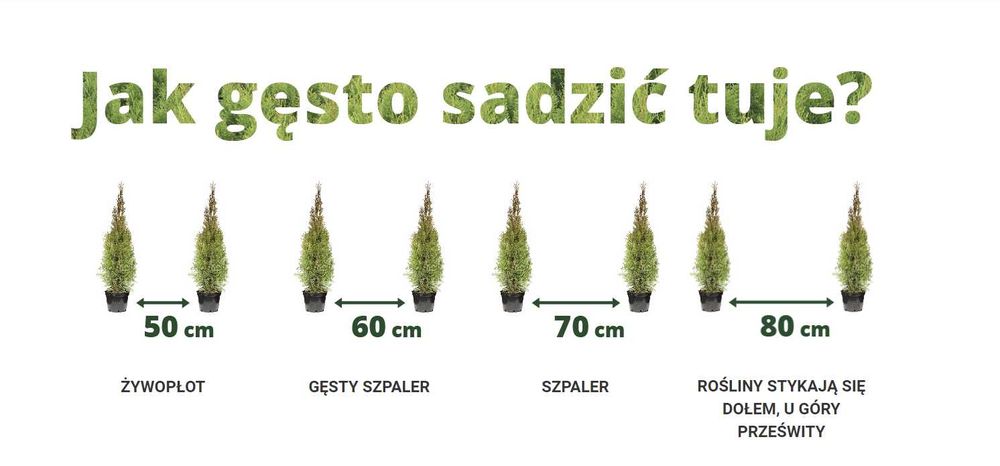 Tuja Tuje Thuja Szmaragd 75-85 cm. PRODUCENT