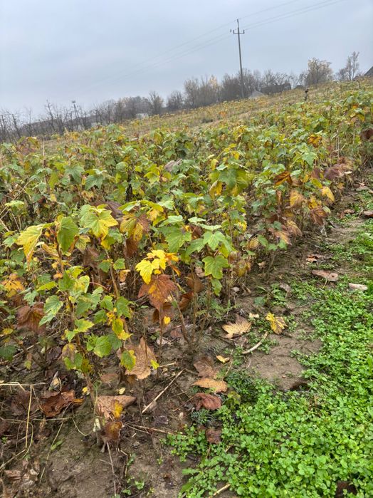 Sadzonki porzeczki czarnej Tihope