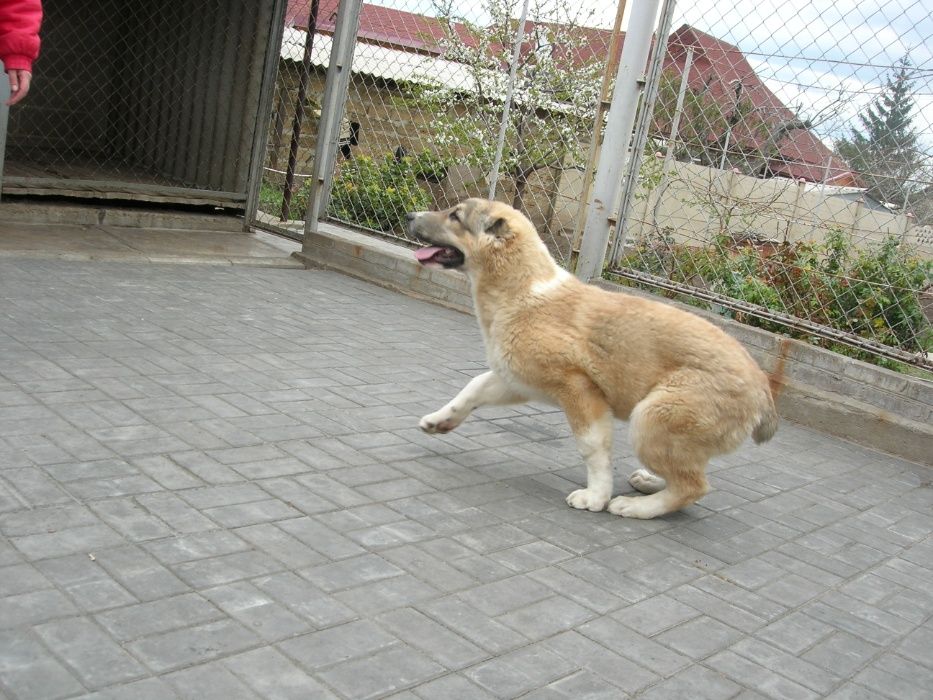 Дрессировка собак . Дрессировочный центр.