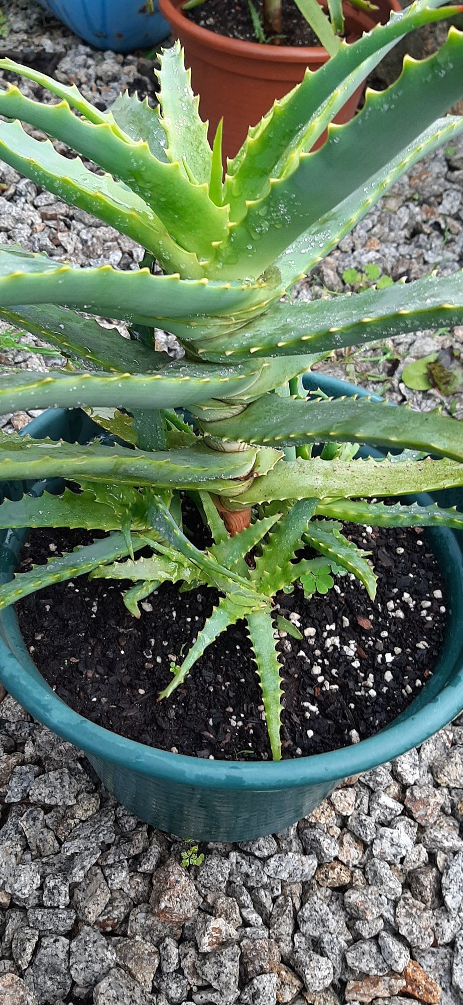 Cactos aloe vera