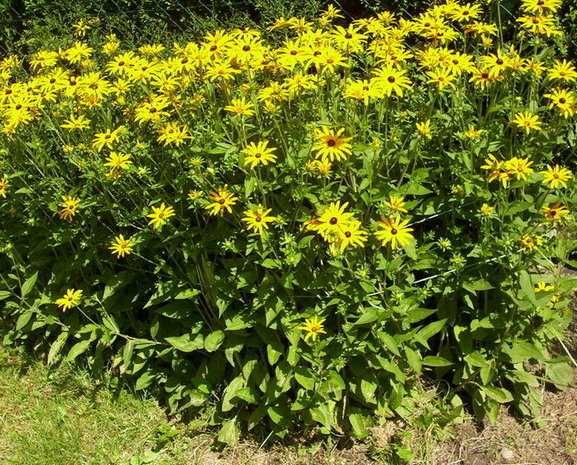 Hortensje hoja carnosa, epipremnum aureum, wilczomlecz, zamiokulkas,