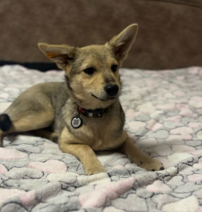 Дівчика стерелізована 6 місяців 6,5 кг білешн вже не буде