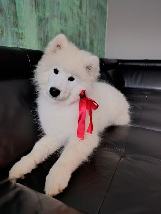 SAMOYED - wyjątkowa rasa dla wyjątkowych ludzi