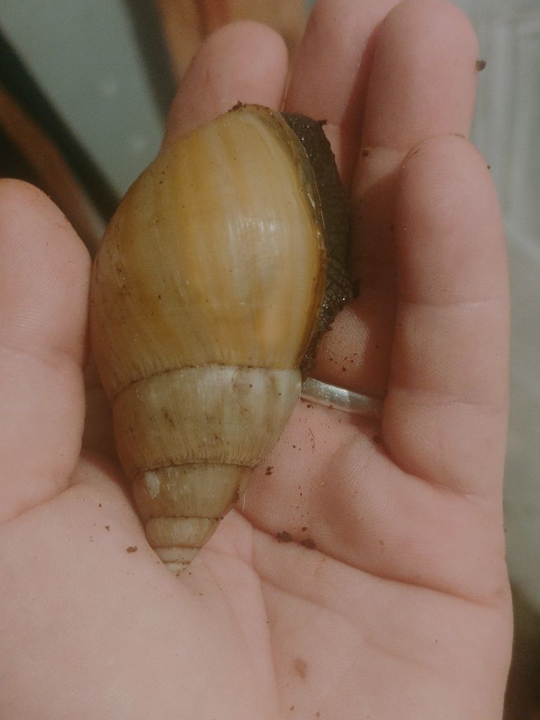 Lissachatina Fullica Rodatzi Albino