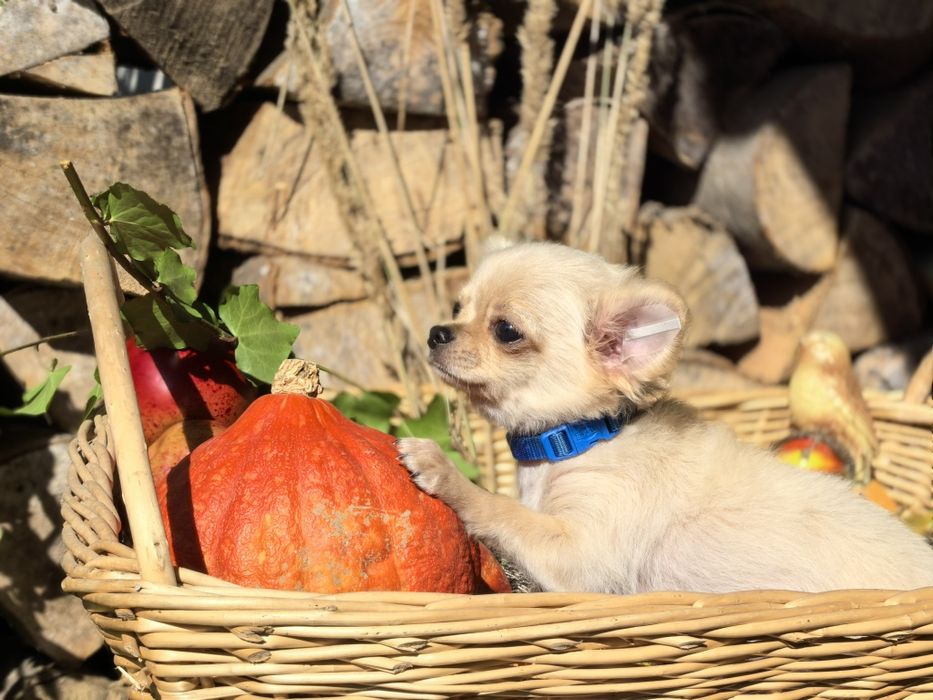Chihuahua długowłosa - FANFAN TULIPAN