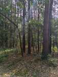 Działka leśna 3042m2