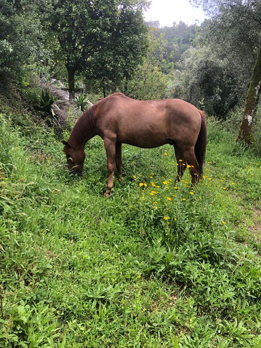 Cavalo manso com 12 anos