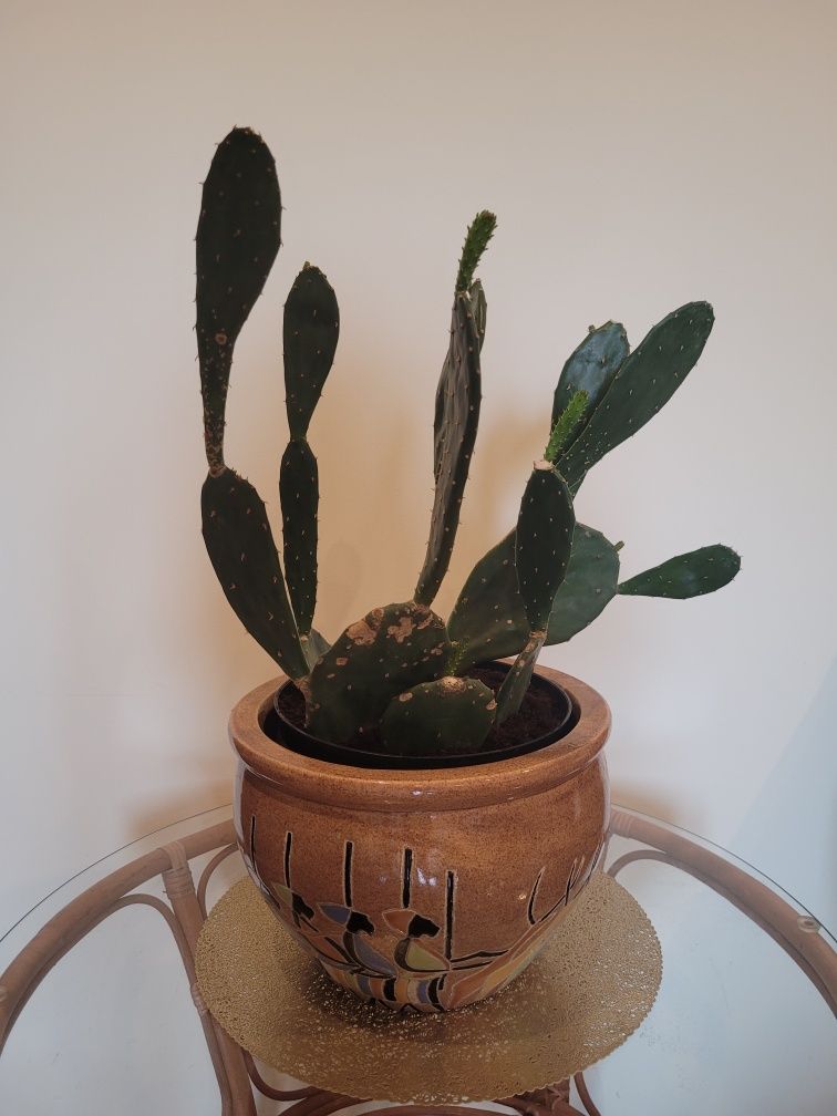 Opuncja kaktus duży kwiat