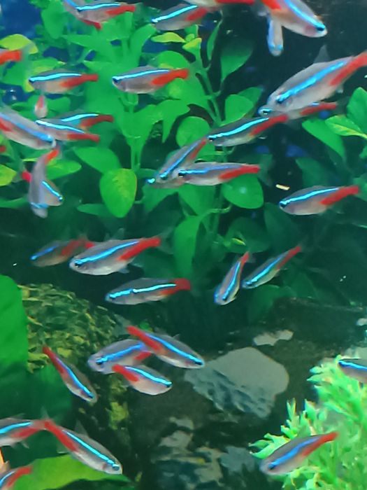 Продам анцитрусов,неонов