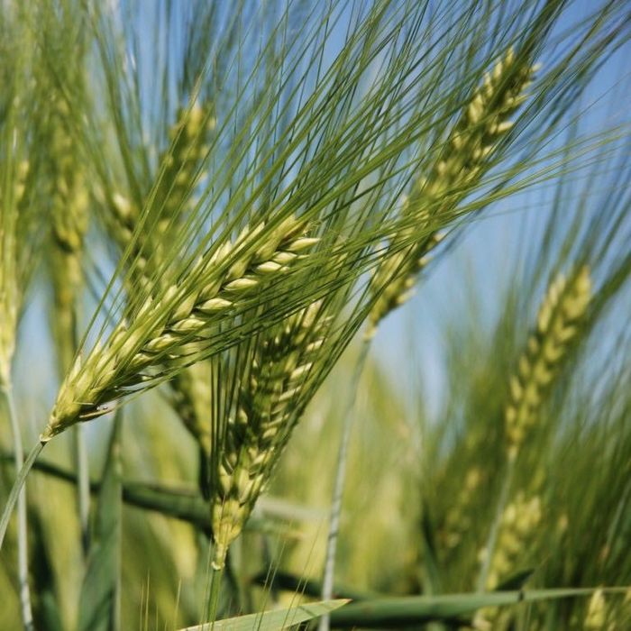 Jęczmień ozimy KWS KOSMOS C1 | Najlepiej plonująca odmiana !