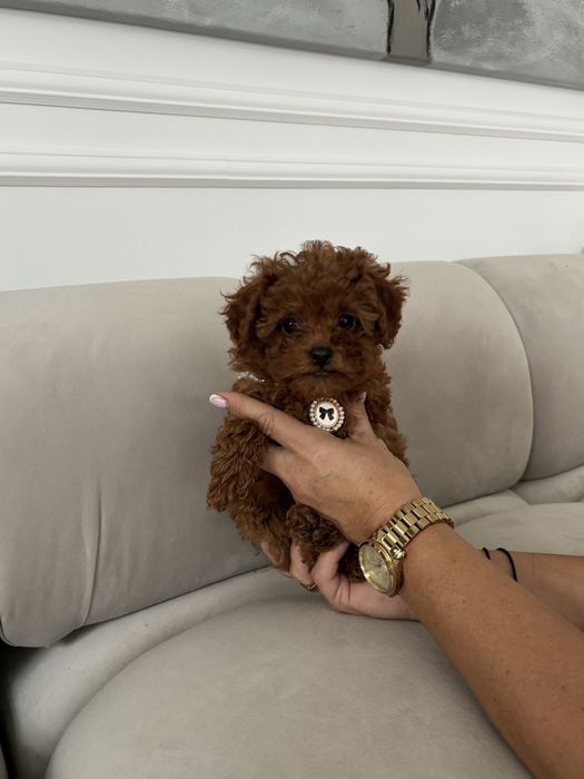 Pudel Toy malutka suczka red brown z rodowodem