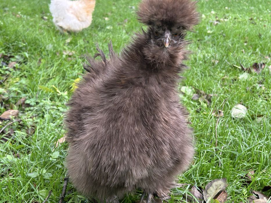 Jajka lęgowe kura silka silki jedwabiste kogut silka