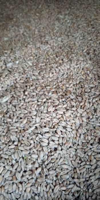 Przenica ozima 2 tony