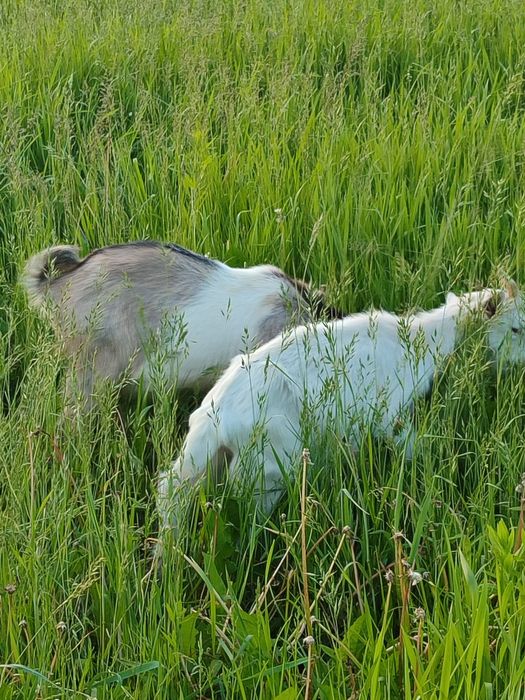 Продам козликів для спарювання