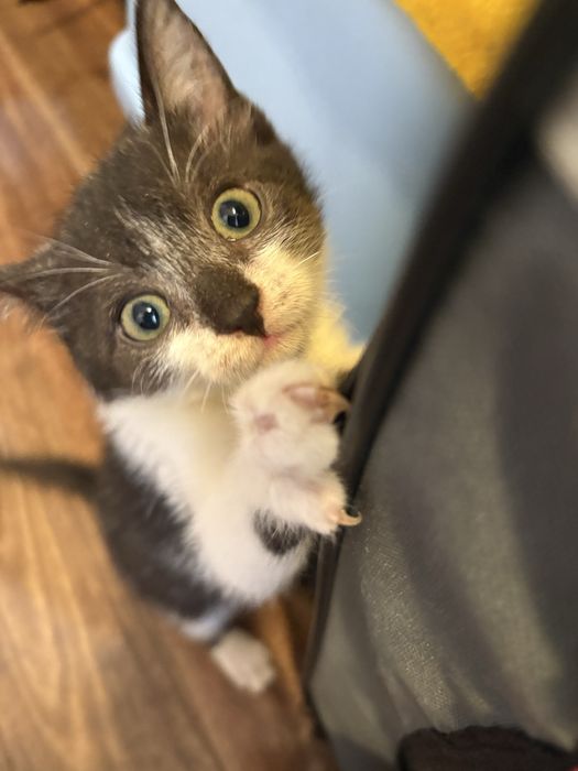 Kociątka do adopcji - siostry Burza i Zamieć