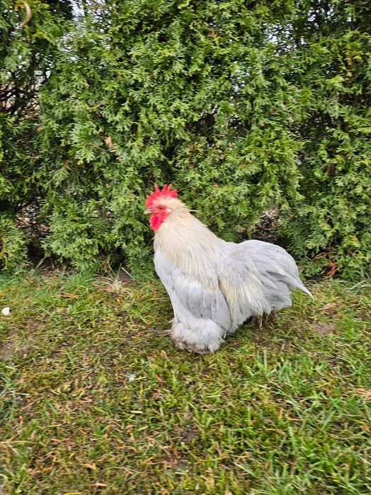 Para karzełek kochin miniaturowy