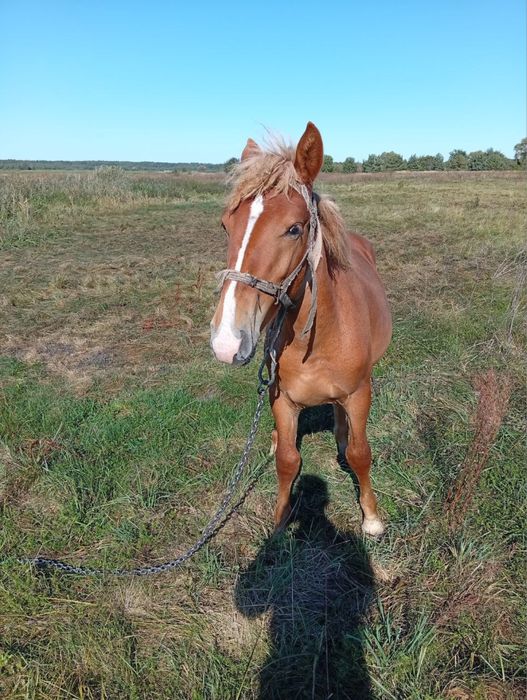 Продам молодого коника