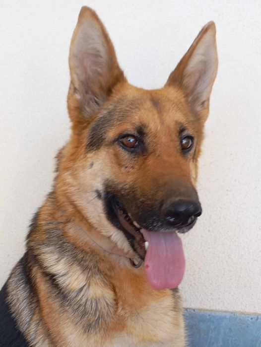 Pastora Alemã para adopção responsável.