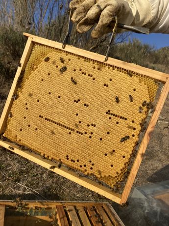 Enxames de abelhas em Nucleo Lusitana