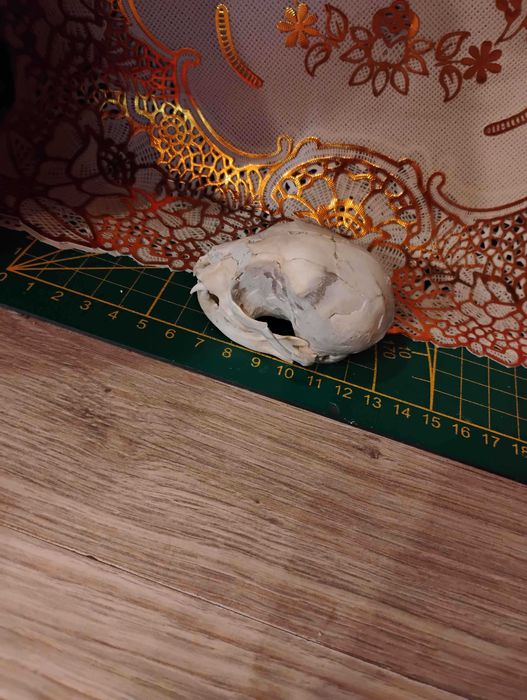 Powypadkowa (roadkill) czaszka młodego kociaka Karolek