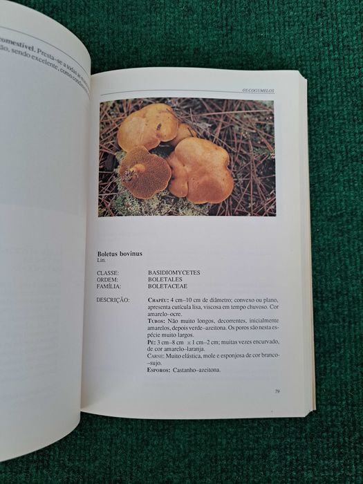 Cogumelos na natureza na mesa - Berta Fernandes