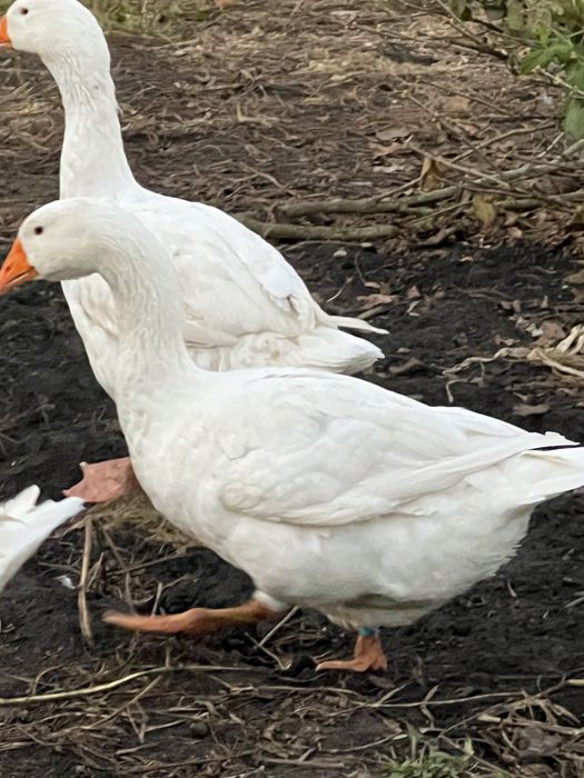 Мамути. Гусаки Мамути