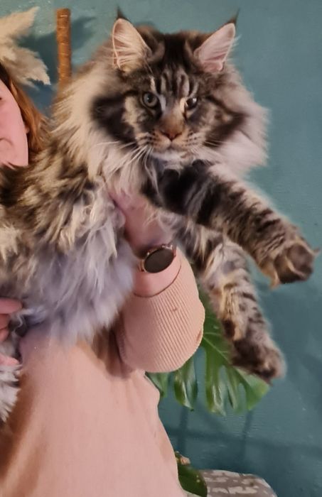 Maine coon kocięta kocurek kocur