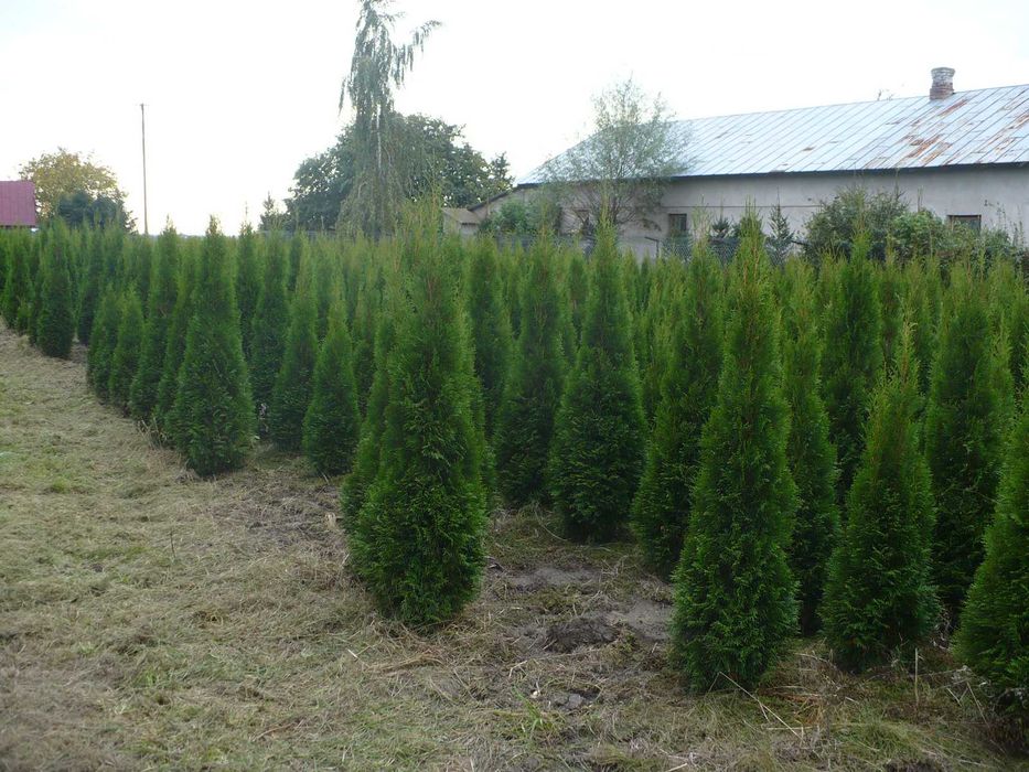 Thuja 'Smaragd' 'Szmaragd' z gruntu 200 cm