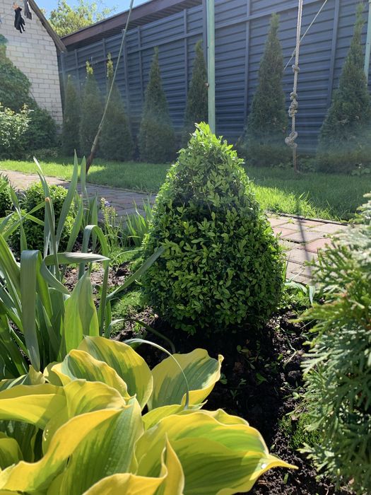 Самшит  зформовані кущі