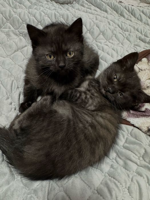 Чистокровні кошенята Шотландської породи (Фолд та Страйт)