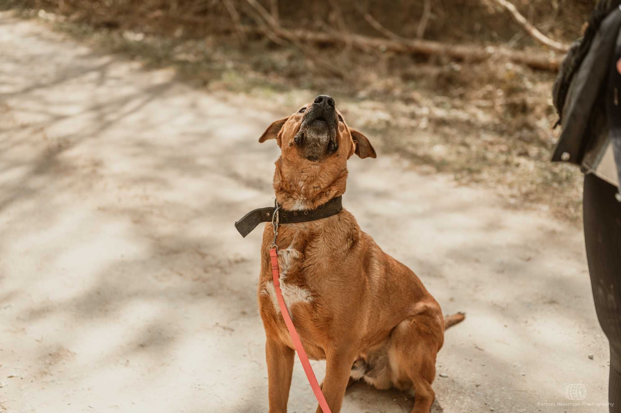 Tosa inu Buddy szuka swojej nowej rodziny 5l. 45kg duży