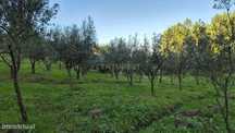 Terreno com 2119 M2