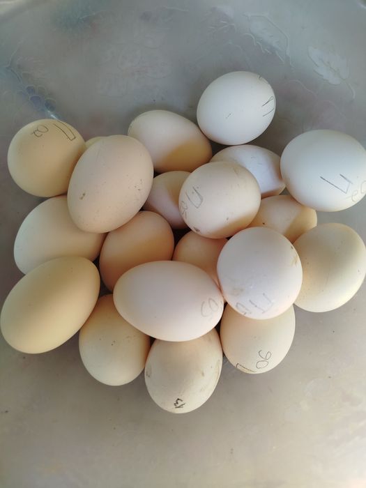 Яйца для инкубации. Китайские пуховые куры. Силки. Цена осенняя