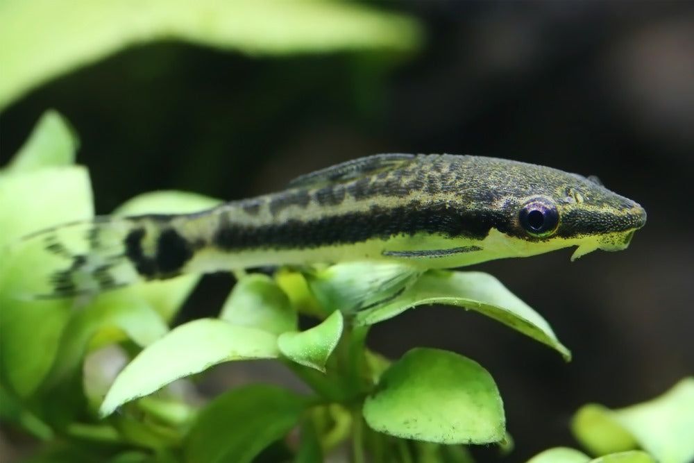 Disponiveis 5 Otocinclus