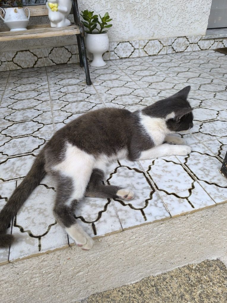 Gatinho macho para adoção