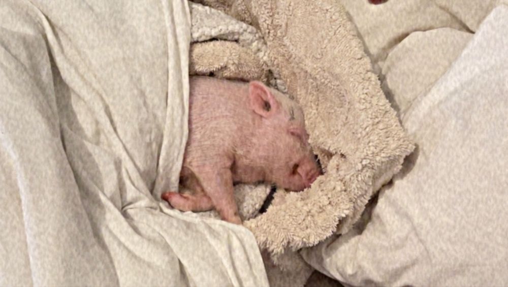 Porco anao Pink domesticado