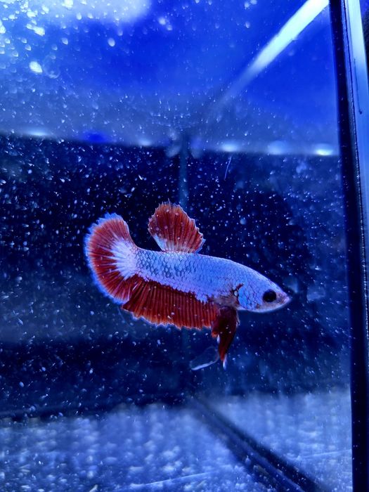 Bojownik HMPK dragon