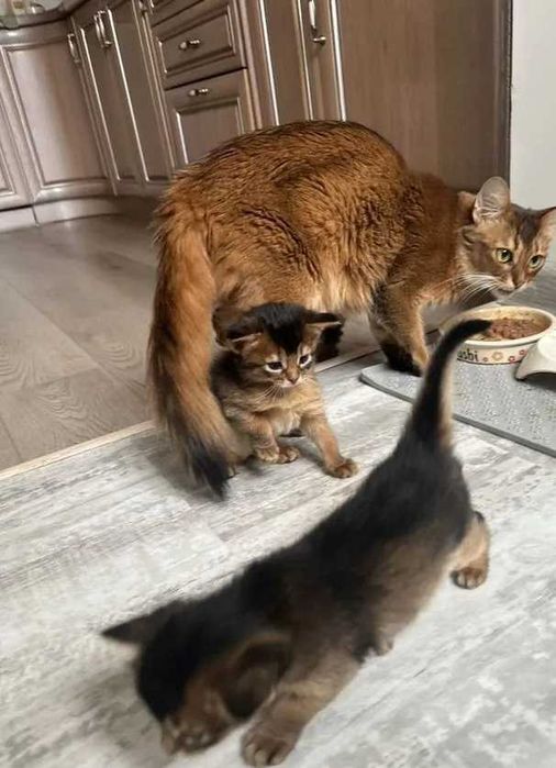 Котята сомалийские абисинцы кот-котик