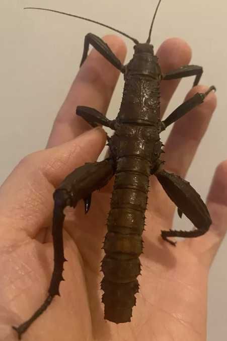 Straszyki nowogwinejskie Eurycantha calcarata 3szt