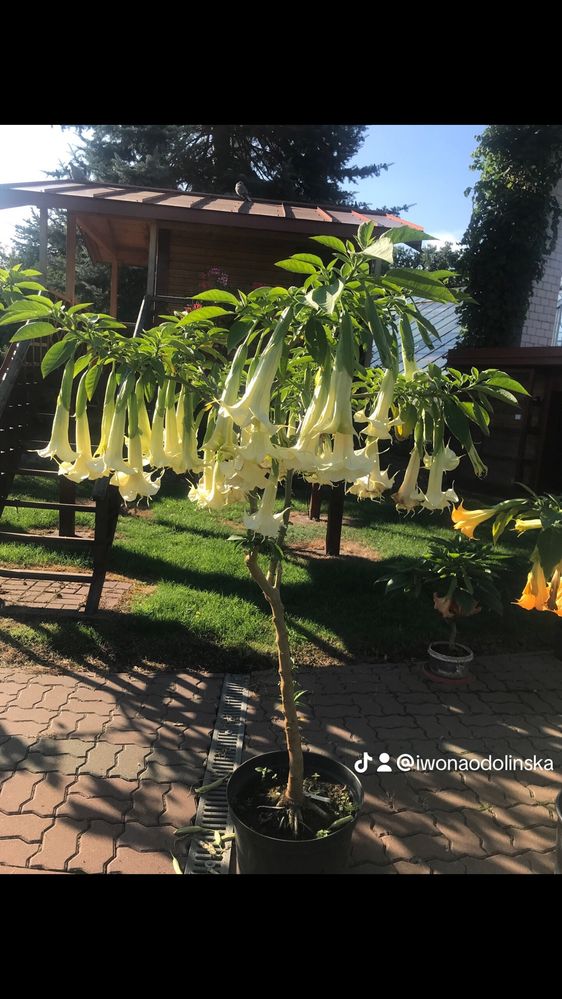 Sadzonka datury pelnej  nasionka poj gratis