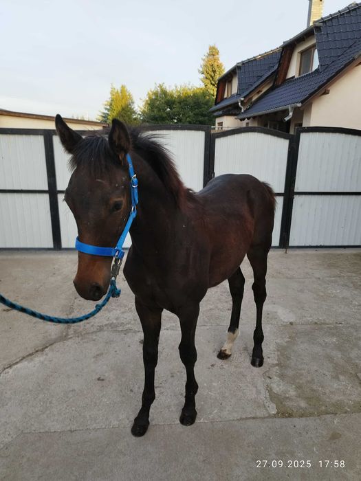 Ogierek Małopolski  6 miesięczny