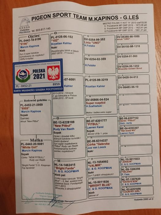 Gołębie pocztowe