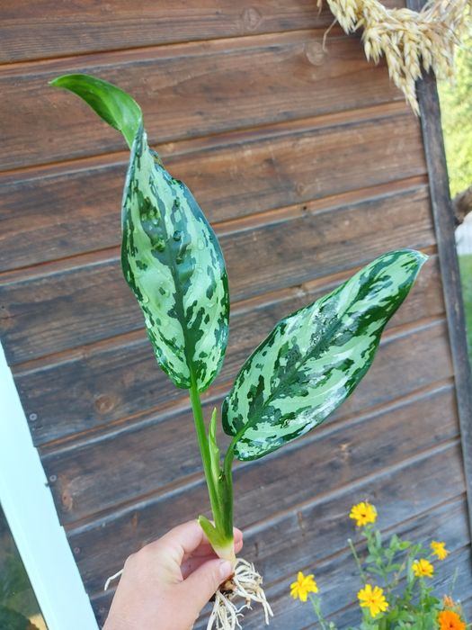 aglaonema maria piękna roślina kolekcjonerska