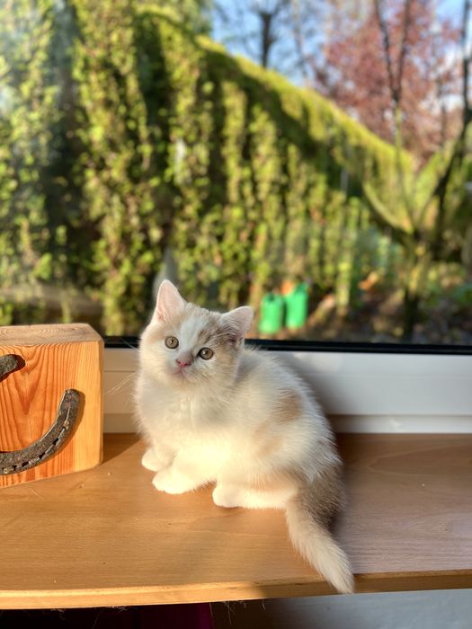 Kocurek Brytyjski Bicolour