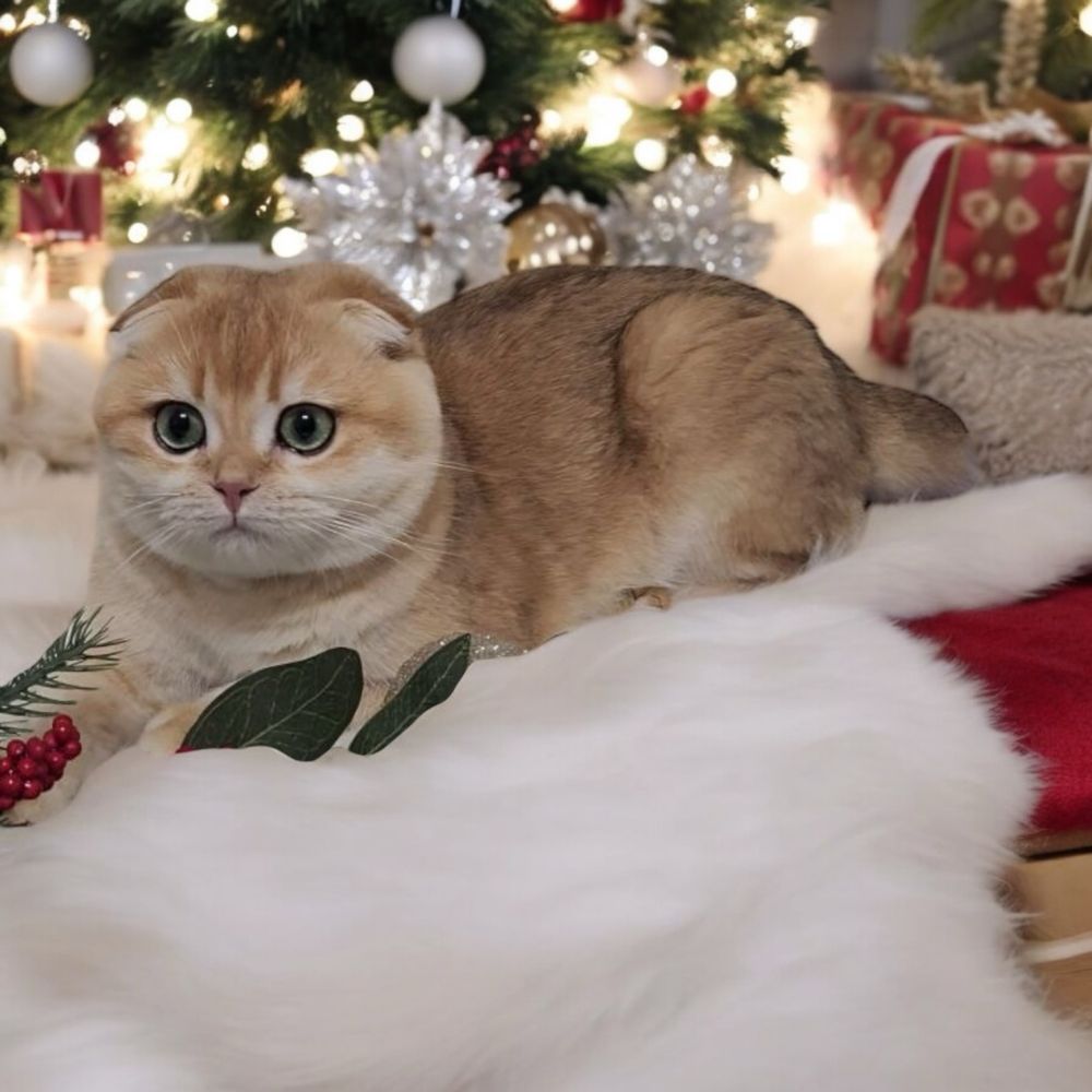 Гарнесенький хлопчик 7 міс. Scottish fold. В розведення.