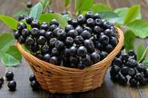Wysyłka 10 kg aronia ekologiczna owoce aronii